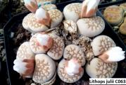 Lithops julii  C063- paket sadrzi 20 semenki